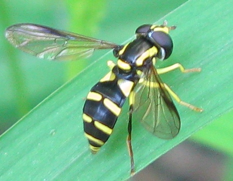 Dasysyrphus ?